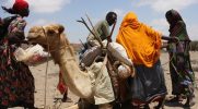 Ethiopian pastoralists receive insurance compensation for livestock loss