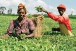 Report stresses agriculture’s significance in transforming African economy