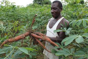 Brazil set to train African youth in cassava processing