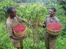Ethiopia to triple coffee production