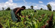 Africa Investor Forum to discuss tackling malnutrition