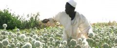 Sudan secures $41 million grant to boost agriculture