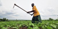 African Development Bank calls for Africa's green revolution