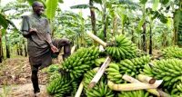 Partners to raise $100 million to catalyse Africa’s agriculture investment