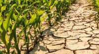 Africa Adaptation Initiative response to Africa biggest challenge