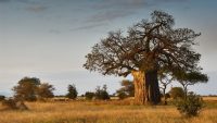 Agricultural technology to turn African Savannah into global food basket