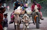 Donkeys get government attention in Ethiopia