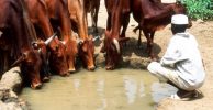 Increasing water access for livestock in Africa’s arid lands