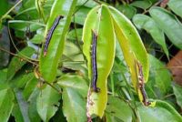Combating the fall armyworm in Africa