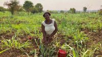 Irrigation doubles African food production