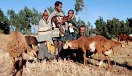 Ethiopian farmers to get nutrition information via hotline