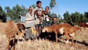 Ethiopian farmers to get nutrition information via hotline