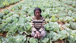 Ethiopia’s smallholder farmers to use cattle as collateral