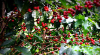 Ethiopia’s export income declines 9 percent