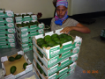Avocado set to become Ethiopia’s major export