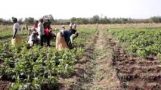 Start-up program set to support agriculture in Ethiopia