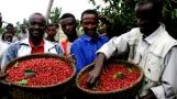 Ethiopia earns $916 million from export