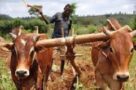 Study advises to limit farmers’ movement in Ethiopia
