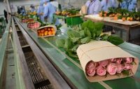Export earnings of Ethiopia increases 10 percent