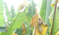 Transgenic crop introduction in Ethiopia sparks media debate