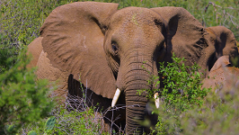 New film sheds light on Ethiopia’s elephant crisis