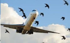 High time to watch out bird strike in Ethiopia