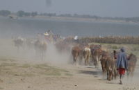 New machine learning tool to help Ethiopia track livestock diseases
