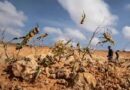 Desert locust affected people in Ethiopia get EU support