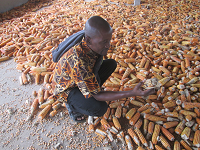 Africa loses millions of dollars to aflatoxins