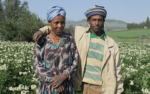 Ethiopia, U.S. launch $2.2 billion Productive Safety Net Program