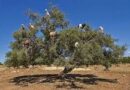 Morocco, UN celebrate first-ever international Argan Tree Day