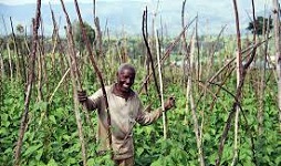Reducing aflatoxin in crops in Rwanda