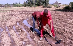 Ethiopia expands irrigation wheat farming