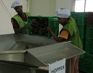 Ethiopia gets 2nd avocado processing factory for export