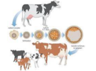 Genetically engineered crops’ development taking roots in Ethiopia