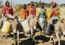 Report reveals donkeys skin online trade by organized criminals