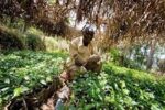 An Africa-G7 energy food and security grand bargain