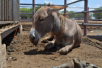 Tanzania bans donkey slaughter to stop risk of extinction