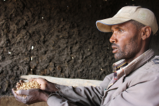Ethiopia can double chickpea yield - study