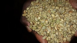 Ethiopia’s coffee export earnings increase 22 percent
