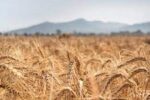 Black Sea grain initiative shows power of trade, UN agency says