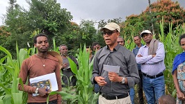 Ethiopia’s dryland farmers get drought tolerant maize variety