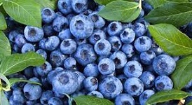 IFC, Dutch bank to strengthen South Africa’s blueberry sector