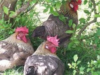 Insect-based animal feeds best for poultry growth, new evidence