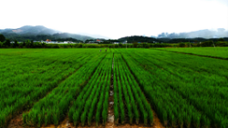 Perennial rice incorporates African wild rice genes