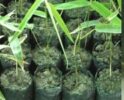 TERRAGRN to invest $2 billion in agroforestry in South Africa