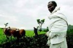 AfDB to make Africa breadbasket investing $10 billion