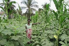 African Development Bank approves $50 million to Africa food security