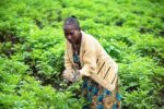 IFAD to help DRC feed cities, develop rural area