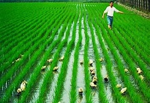 Senegal set to boost rice production